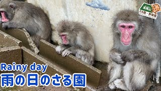 【高尾山さる園】雨の日のさる園【SNOW MONKEY】