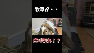 赤ちゃんうさぎの大好きなチモシーがまさかの売り切れてた！？ #うさぎ#うさぎのいる暮らし #bunny#ロップイヤー#shorts