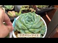 【多肉植物】ベランダ多肉❣️梅雨明け後のジュレが気になるんです【ガーデニング】