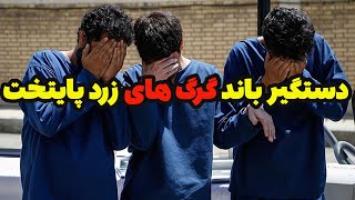 دستگیری باند گرگ های زرد پایتخت توسط پلیس آگاهی