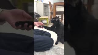 お手を覚えた猫#shorts