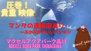 圧巻！貴重映像マンタの連続宙返り〜ぷかぷか可愛いペンギン達 @マクセルアクアパーク品川