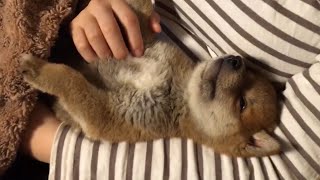 【生後2ヶ月の柴犬子犬】寝ながらぴくぴくする姿が愛おしい…