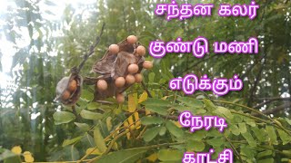 #சந்தன  கலர்  குண்டு  மணி  எடுக்கும்  நேரடி  காட்சி.