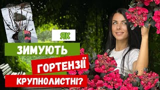 Як зимують крупнолистні гортензії?