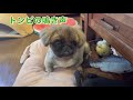 ＃ペキニーズ＃犬＃犬が首を傾げる音　【検証】　耳をよく動かすペキニーズに首を傾げる音を聞かせてみたら、唯一首を傾げたのはまさかの〇〇〇だった………