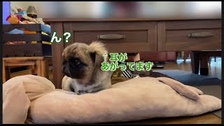 ＃ペキニーズ＃犬＃犬が首を傾げる音　【検証】　耳をよく動かすペキニーズに首を傾げる音を聞かせてみたら、唯一首を傾げたのはまさかの〇〇〇だった………