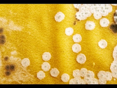 How to Remove Mildew from Fabric - Mildew And Mold Removal How to Remove Mildew from Fabric - Mildew And Mold Removal