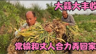 菜园种得大蒜大丰收，常输高兴越刨越过瘾，和丈人连背带扛拉回家