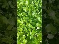 my garden coriander మా తోట లోని కొత్తిమీర