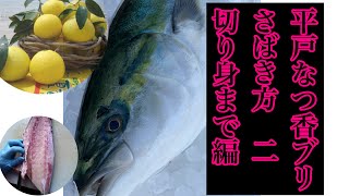 平戸なつ香ブリのさばき方2～切り身まで編〜