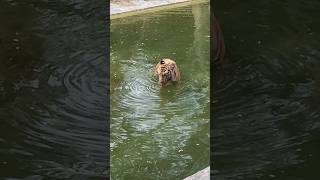 Tiger 🐅🐅visit at Neheru Zoo park Hyderabad  | #shorts #ytshorts #shortsfeed #lsufamilyvlogs