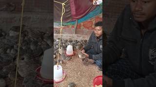 3 हजार में शेड बनाकर बटेर पालन।। Bater palan ki jankari । #goat #poultryfarming