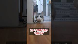 カメラ目線で走って来る猫が可愛すぎ