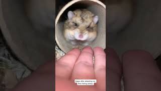 Hamster Lucu Tiktok \u0026 Funny Hamsters Videos Complication 2023#333