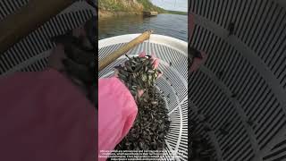 Process of Breeding African Catfish Fingerlings