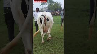 20 மாட்டுல இதான் Best #erodegowtham  #integratedfarming  #sindhamanicowsanthai #cowmarketerode