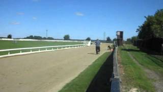 Greyhound Fidget given a handslip at Ockendon 30-8-2012