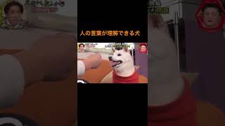 このような犬を初めて見た  #リラックス #おもしろ動画 #面白い #月曜から夜ふかし #バズれ