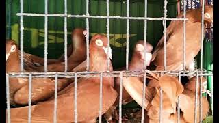 Red Homa pigeons / লাল বাগদাদি হোমা কবুতর। Bagdadi Homa