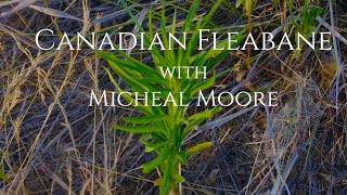 Medicinal Uses of Canadian Fleabane | Michael Moore