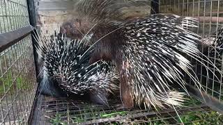 African Crested Porcupines Mating