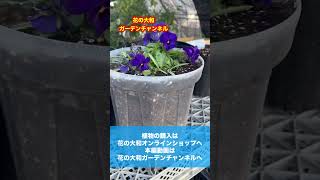 【根っこが丸見え】冬の寒い環境でも植物は成長しています‼︎普段見えない根っこですが透明の鉢なら丸見え‼︎【カーメン君】【宿根草】【球根】