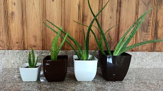 Aloevera Tips ( കറ്റാർവാഴ എങ്ങനെ നന്നായി കൃഷി ചെയ്യാം )