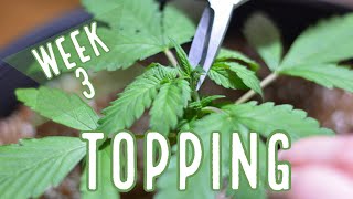 Week 3: How to Top Autoflowers - Our Topping Tutorial