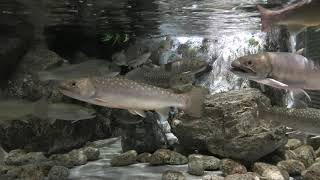 エゾイワナ　(浅虫水族館/青森県)