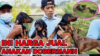 INI HARGA JUAL ANAKAN DOBERMANN DI FRANKENBURG KENNEL - THE BIGGEST DOBERMANN KENNEL IN THE WORLD