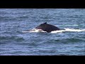 10.3.17 humpback whales monterey adventure travel