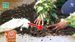 12 Clever Uses for Baking Soda in the Garden – Make Life Easy !