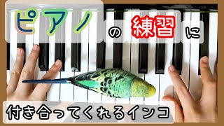 娘のピアノ練習にピロピロ～と鳴きながら参加するセキセイインコ🐥The budgerigar which participates in the lesson of the piano 🎹#ピアノ #7