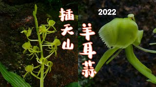 2022-5-20 HK 遇上全株黃翠綠色的插天山羊耳蒜_黃花羊耳蘭 Liparis sootenzanensis （蘭科）