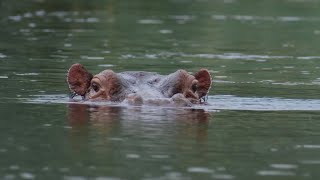 The 'Beauty' Regime of Hippos | Spy In The Wild | BBC Earth Kids