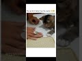 Cat Play #cat #catlover #catvideos #catshorts #catplay