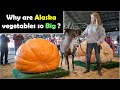 Why are Alaska vegetables so Big