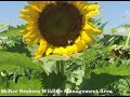 plant profile sunflowers