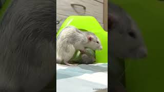 That's why I love pet rats! Part 2