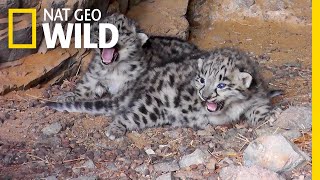 Endangered Snow Leopard Cubs Spotted in the Wild | Nat Geo Wild