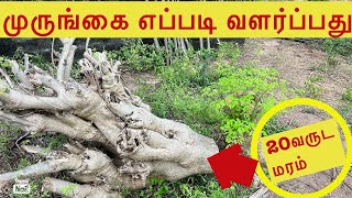 ❤️‍🩹முருங்கைச் செடி வளர்ப்பது எப்படி|How To Grow Murungai Plant #ragu jeyaa