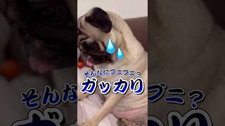 愛犬イジったらめっちゃ落ち込んだwww #pug #dog #shorts #パグ #犬のいる暮らし #ペット #ぱぐち