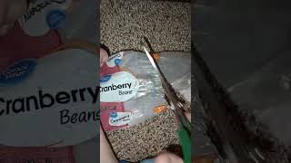 cutting Cranberry beans package #youtubeshorts #greatvalue #cranberry #beans