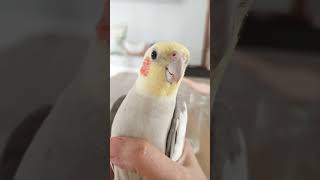 Adorable cockatiel cucu's cute singing moments#cockatielbird  #cockatielsing #cockatielsound #bird