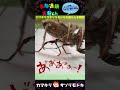 【閲覧注意】オオカマキリがサソリモドキを捕らえる瞬間… ﾟДﾟ 　※あくまで給餌を目的としています。＜生物観察　昆虫バトル　捕食　給餌　飼育　奇蟲　アマミサソリモドキ＞ shorts