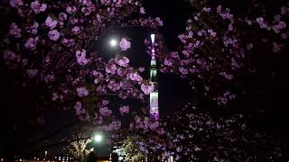 満月　Full moon　フルムーン　☆　八重桜　隅田公園　2023　4月6日　Sumida Park　🌸　Skytree Light up Sakura　♬　東京スカイツリー　ライトアップ　桜