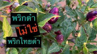 พริกอะไร พริกดำดูไบ สายพันธุ์อะไรใครตอบได้ตอบที #chili #ดูไบ