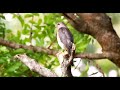 male shikra accipiter badius bird the shikra bird bird of prey 4k