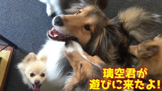 【シェルティ】璃空君ぽんちゃんが遊びに来たよ🐾【前編】